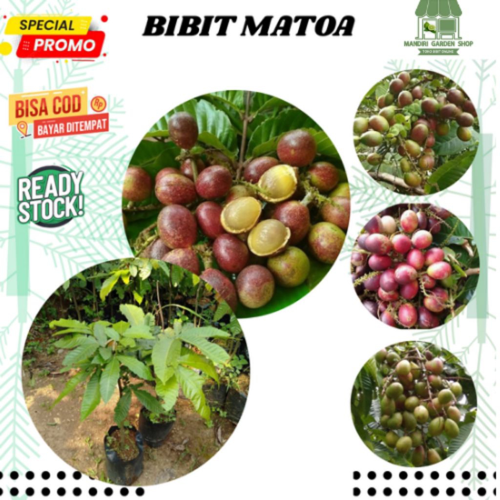 bibit matoa hasil okulasi