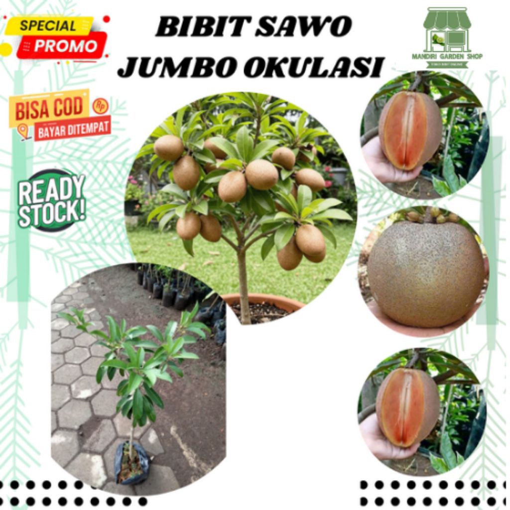 bibit sawo jumbo okulasi