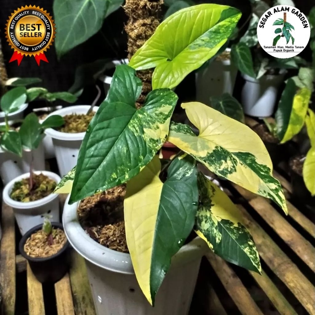 Singonium Variegata Yellow - Tanaman Hias Singonium Variegata Yellow