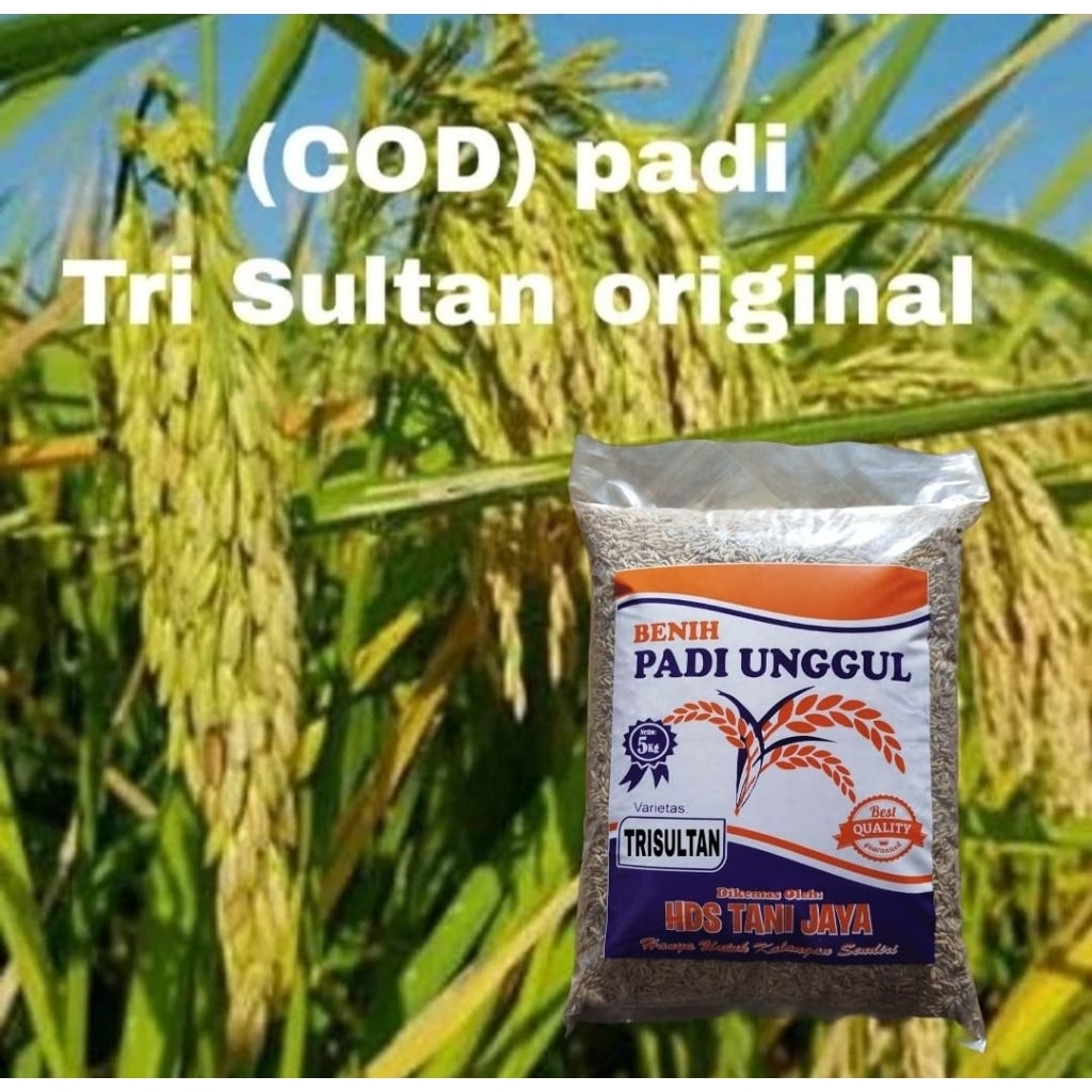 5KG BENIH PADI TRISULTAN SUPER LABEL PUTIH ORIGINAL