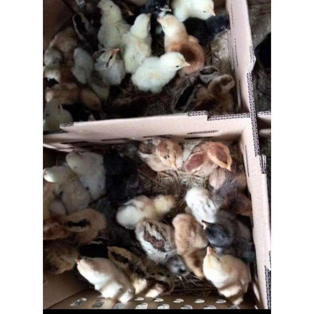 anak ayam kampung kub kaki kuning - ayam kub kaki kuning - doc ayam kub