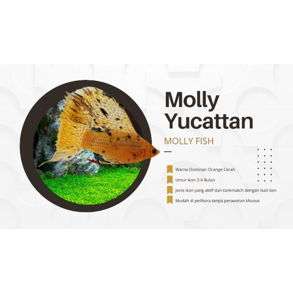 Molly Orange Yucatan