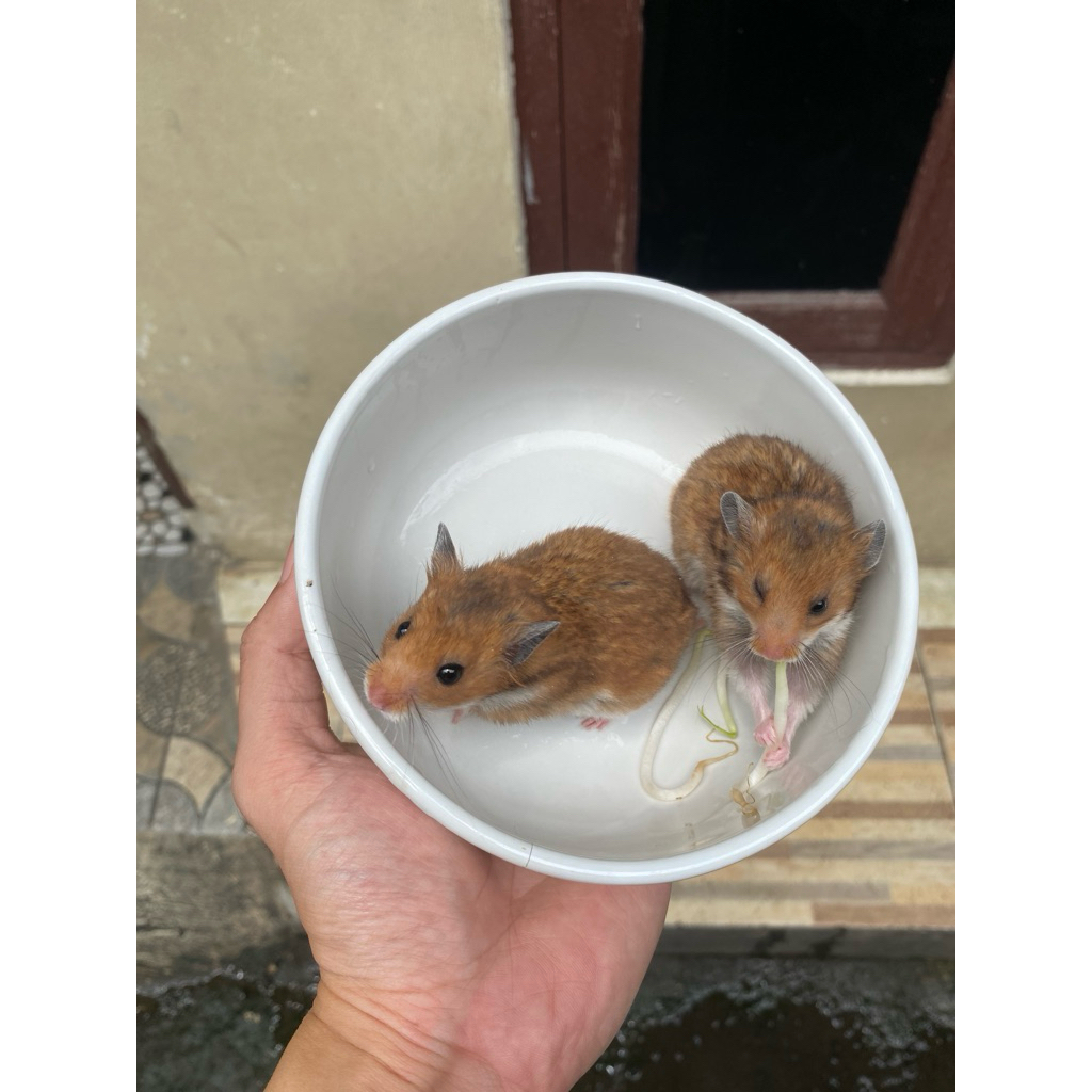 hamster syrian golden