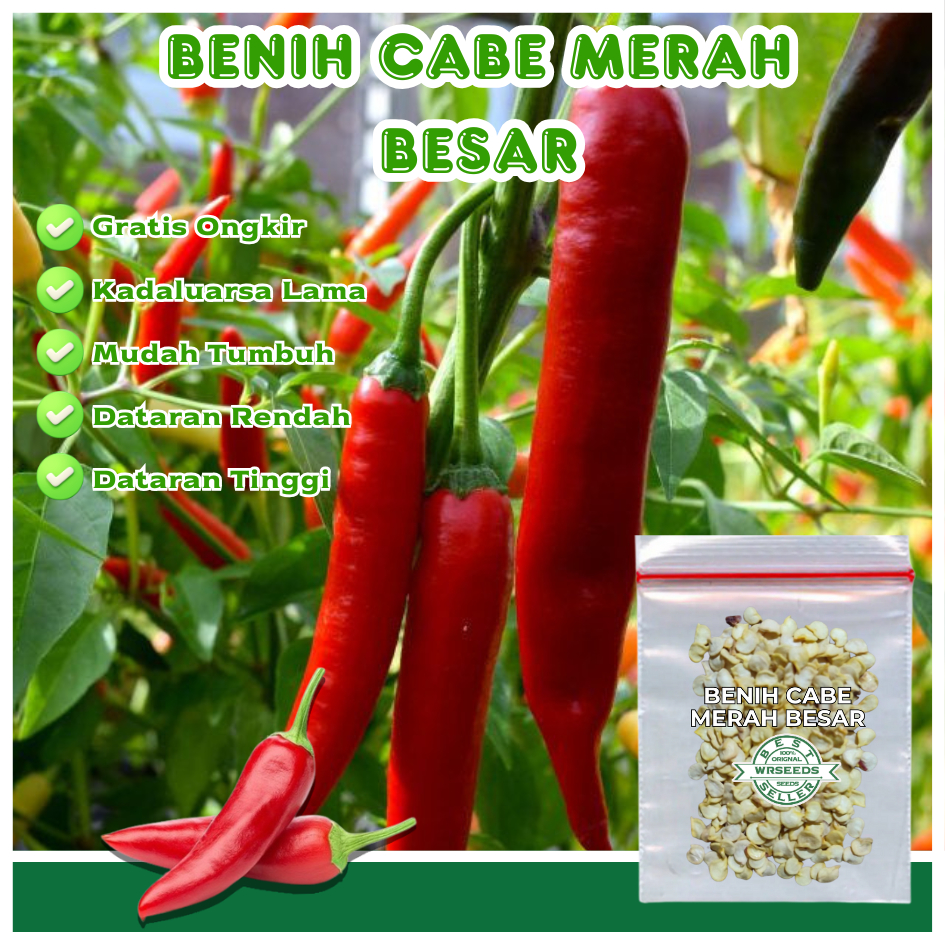 30 Biji Benih Cabe Merah Besar - Tahan Virus, Berkualitas, Tanaman Sayur