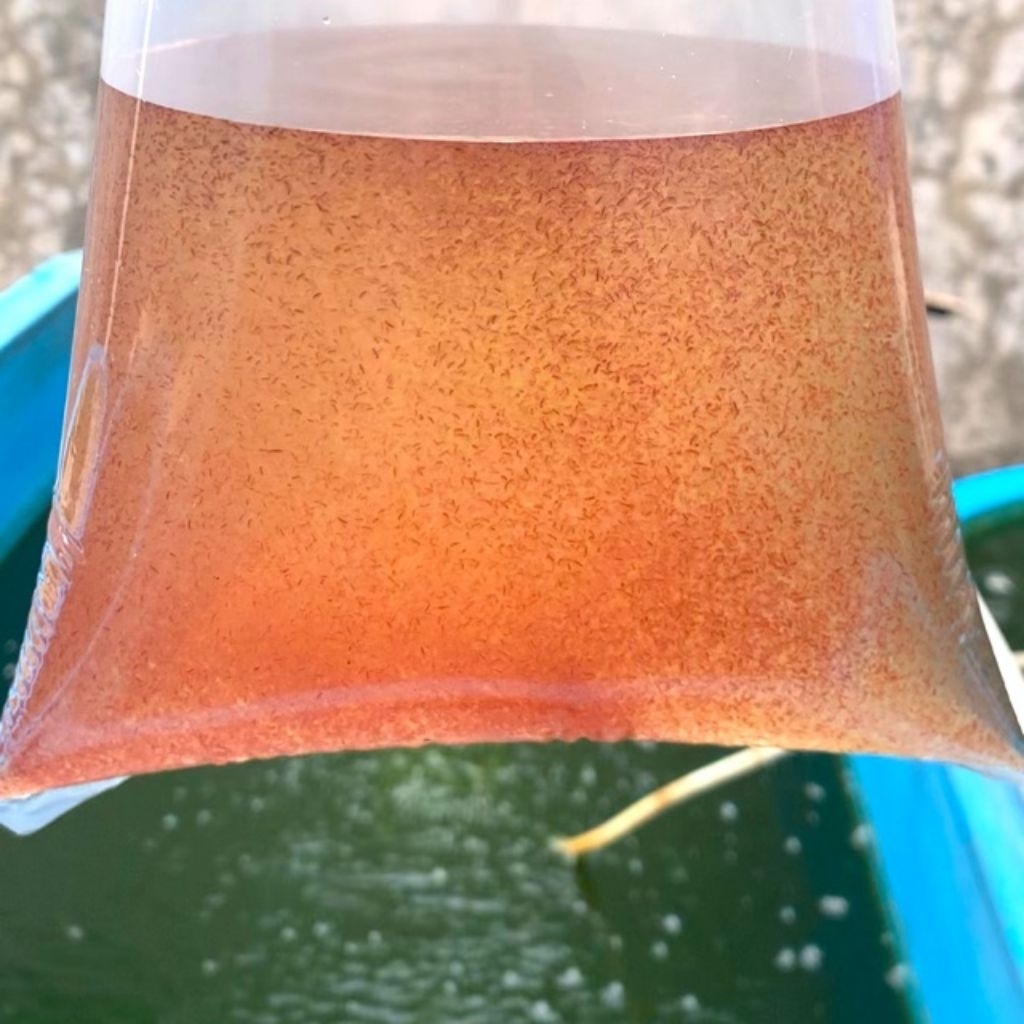 Aksesoris Aquarium Kutu Air Pakan Ikan kutir Pakan Cupang Guppy Molly dan Anakan Ikan |Ikan Hias Boz