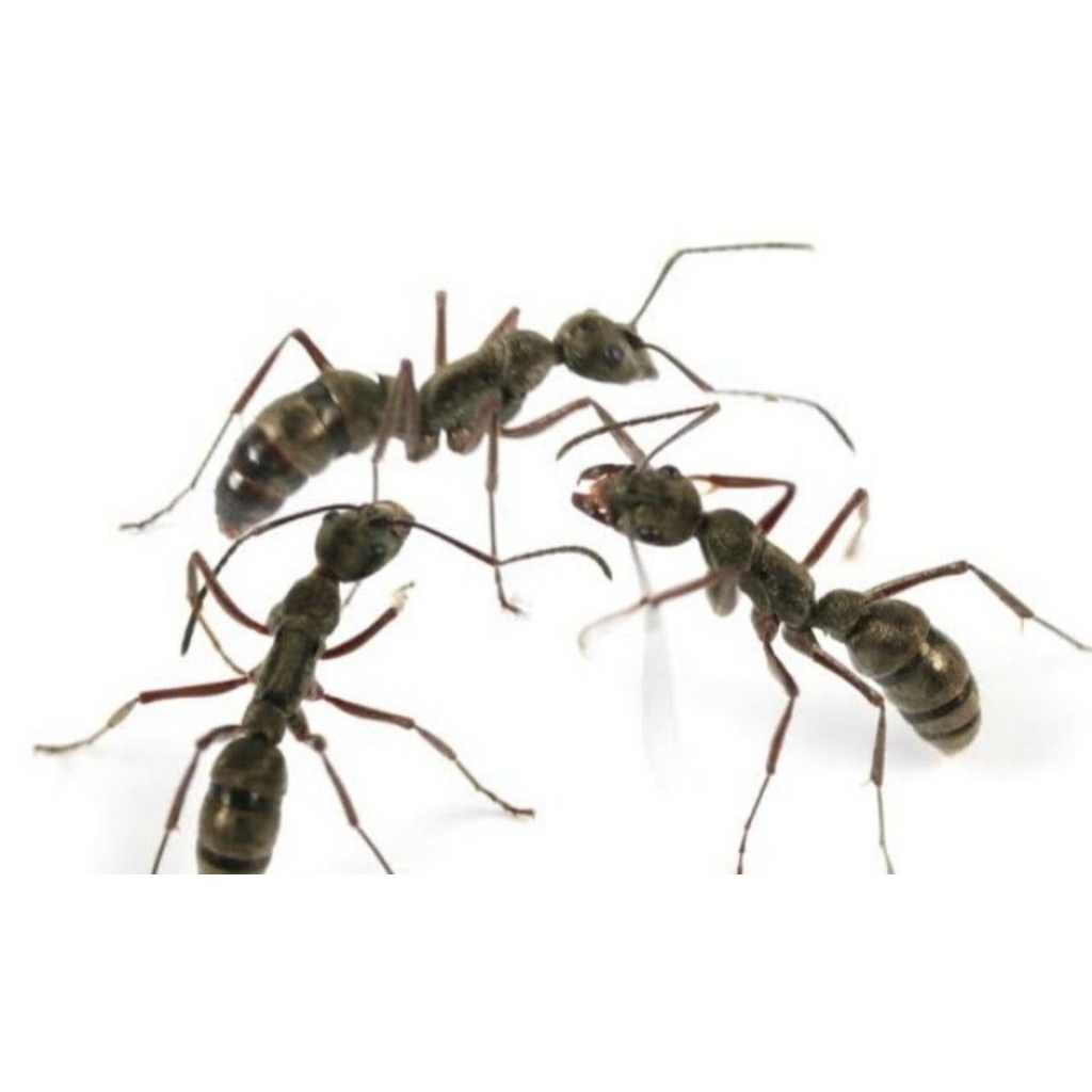 pesanan khusus ratu semut ( box )