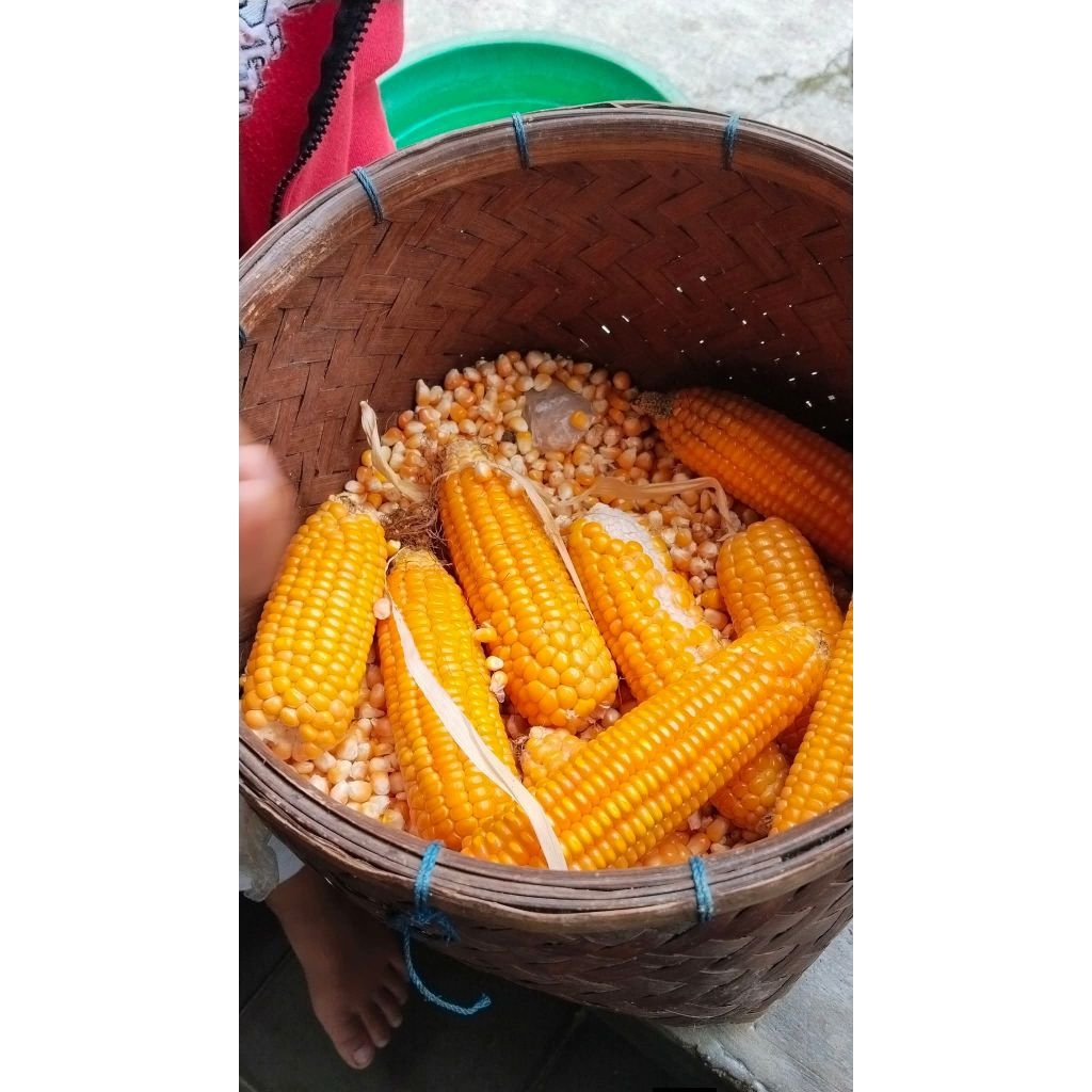 jagung pakan ternak,jagung pakan ayam dan burung jagung kering