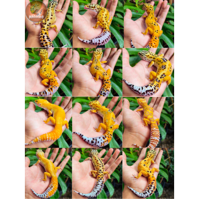 Leopard Gecko MaGecko | Jinak & Sehat | Bayi–Remaja–Dewasa | Banyak Warna | Free Sticker