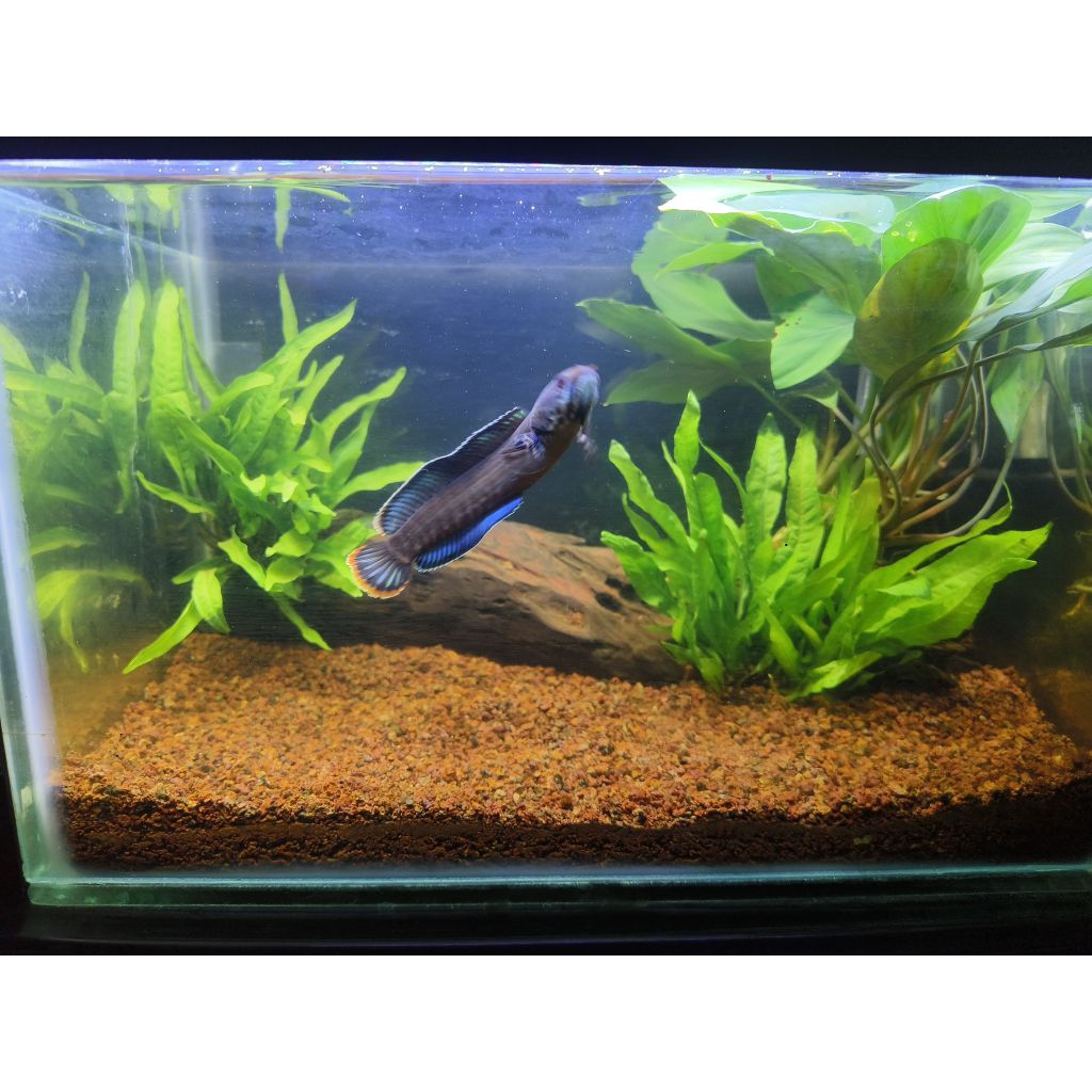 channa andrao size 9-10 cm grade A+++ produk sesuai foto