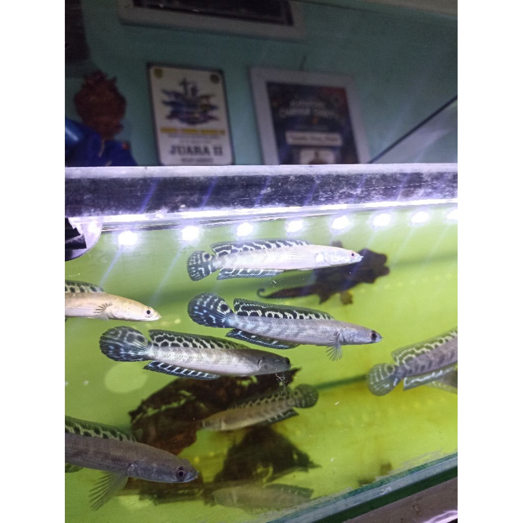 maru borneo 10-11cm sortiran grade A