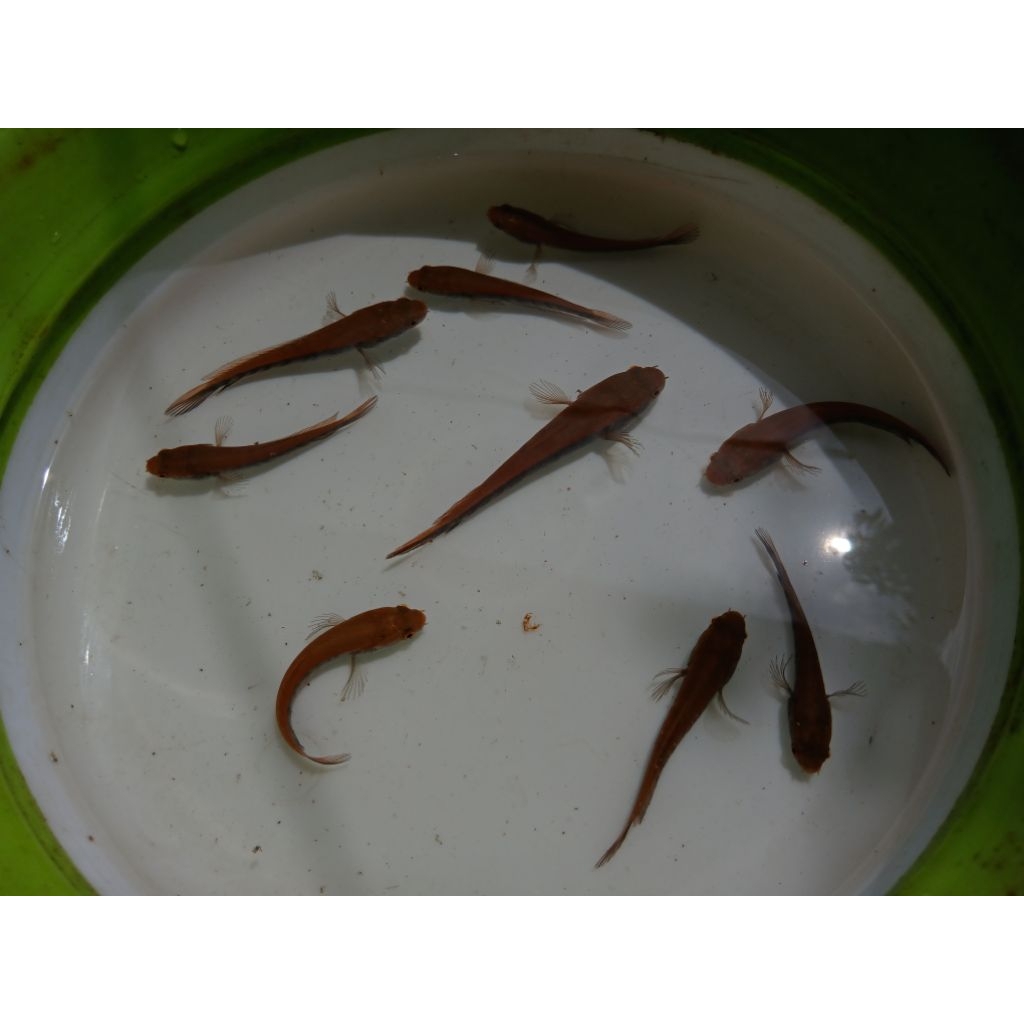 STICKER CHANNA RED MARU