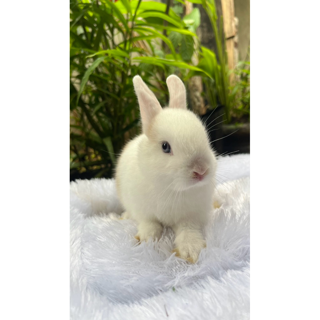kelinci netherland dwarf , kelinci hias , kelinci lucu