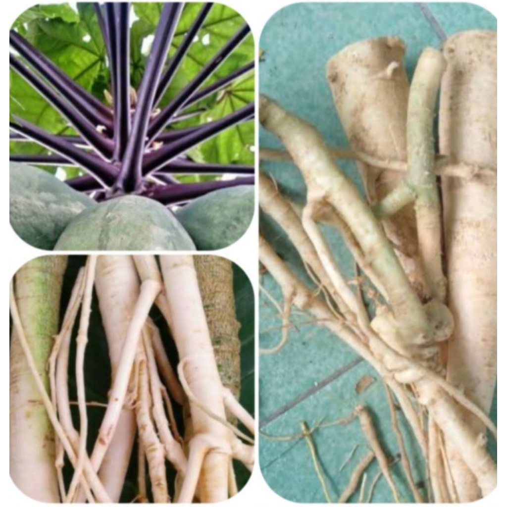 Akar pepaya Wulung akar pepaya ungu sgar 250 gram