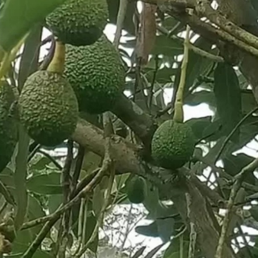 entres alpukat hass 5 mata tunas