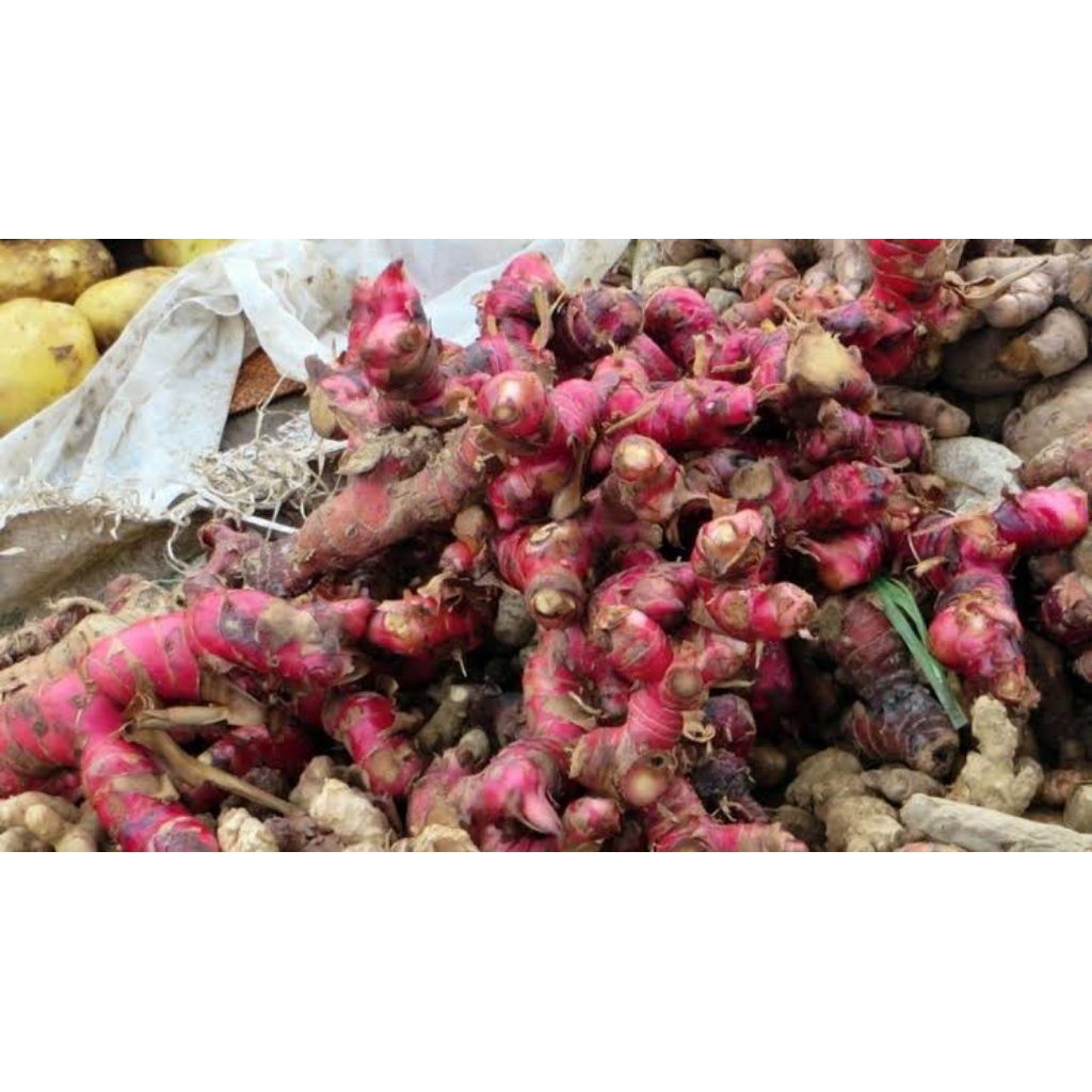 promo cod jahe merah 1kg/promo cod jahe merah 1kg