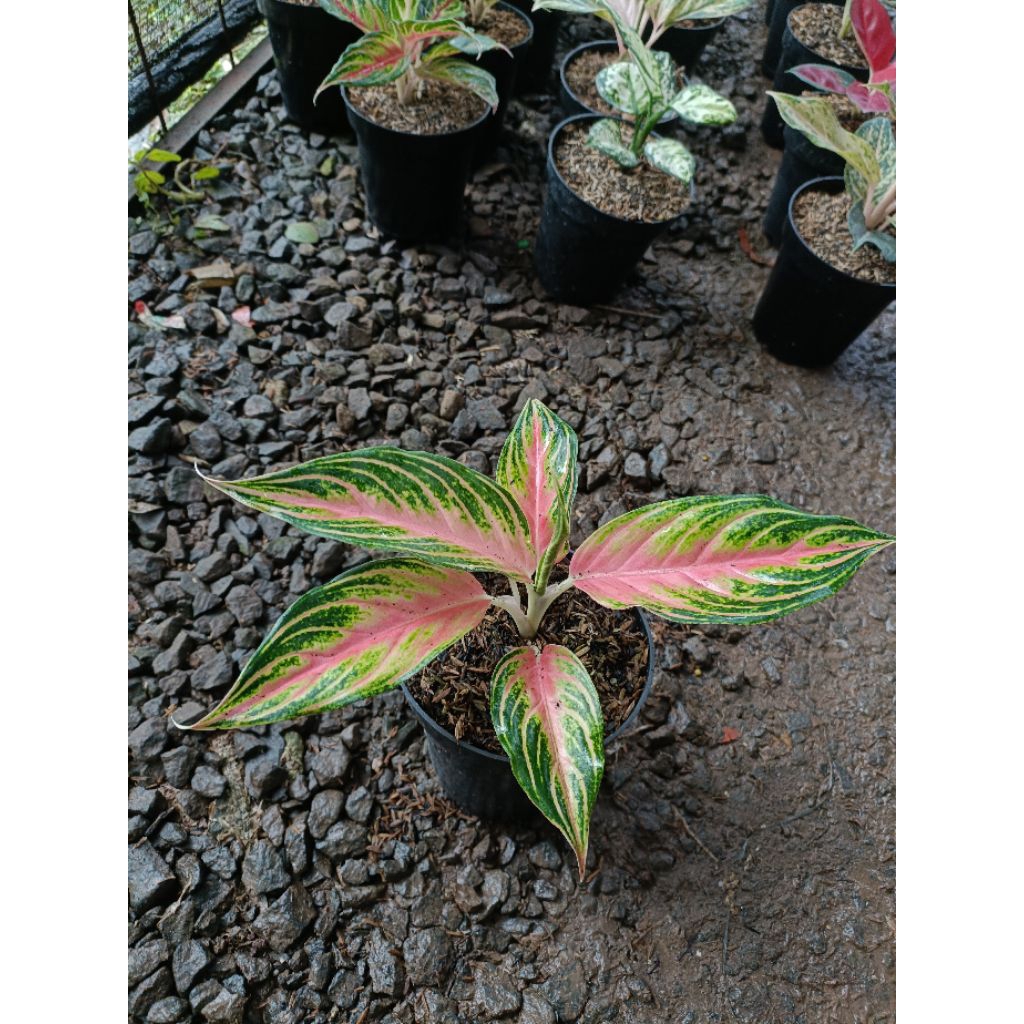 Tanaman Hias Aglaonema Pink Sunset - Tanaman Hias Aglaonema Pink Sunset
