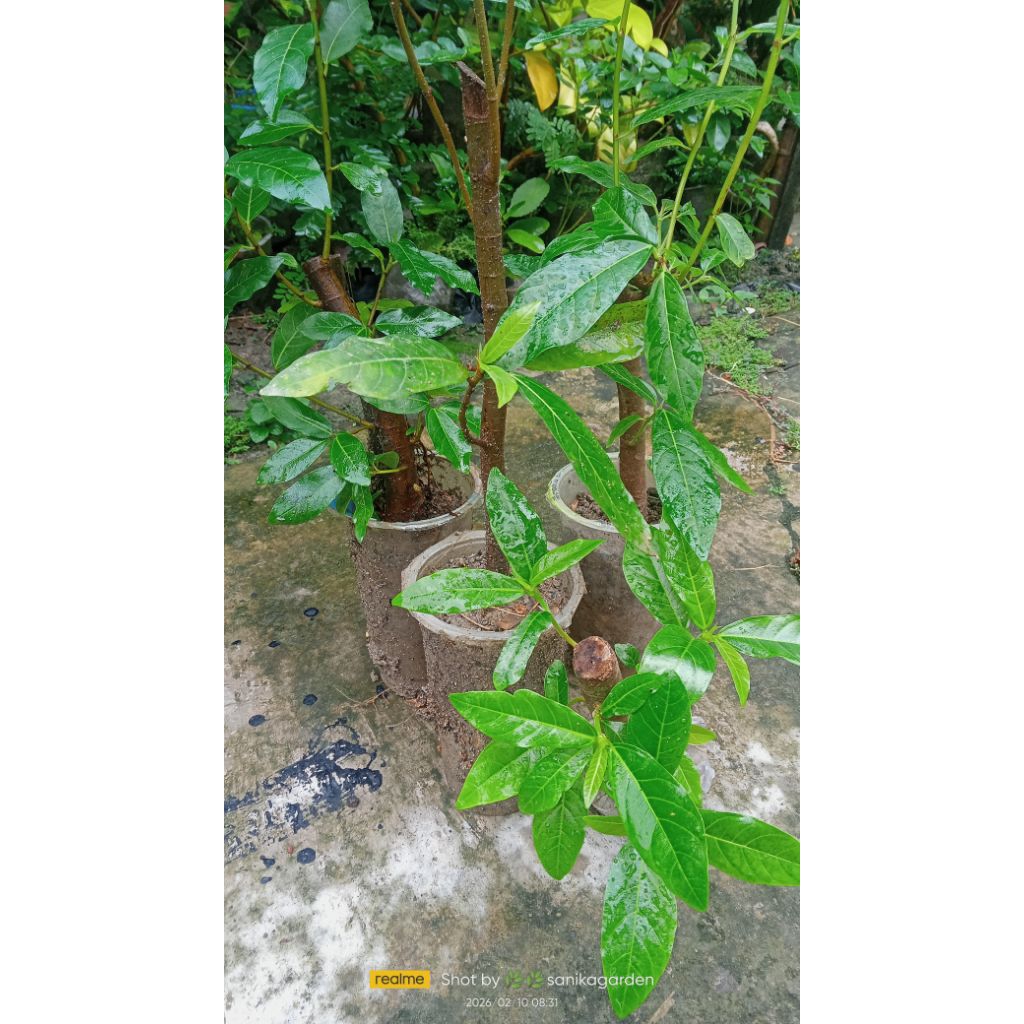 LOA BAHAN BONSAI