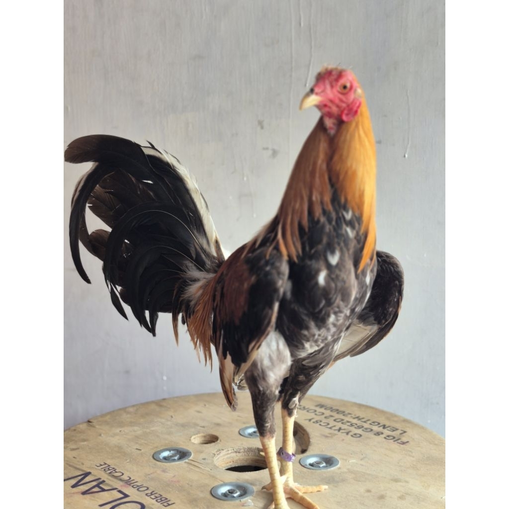 AYAM IMPORT PHILIPIN  PUMKIN SWEATAER