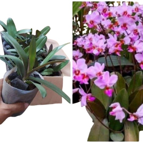 Anggrek Phalaenopsis Pulcherrima Doritis asli