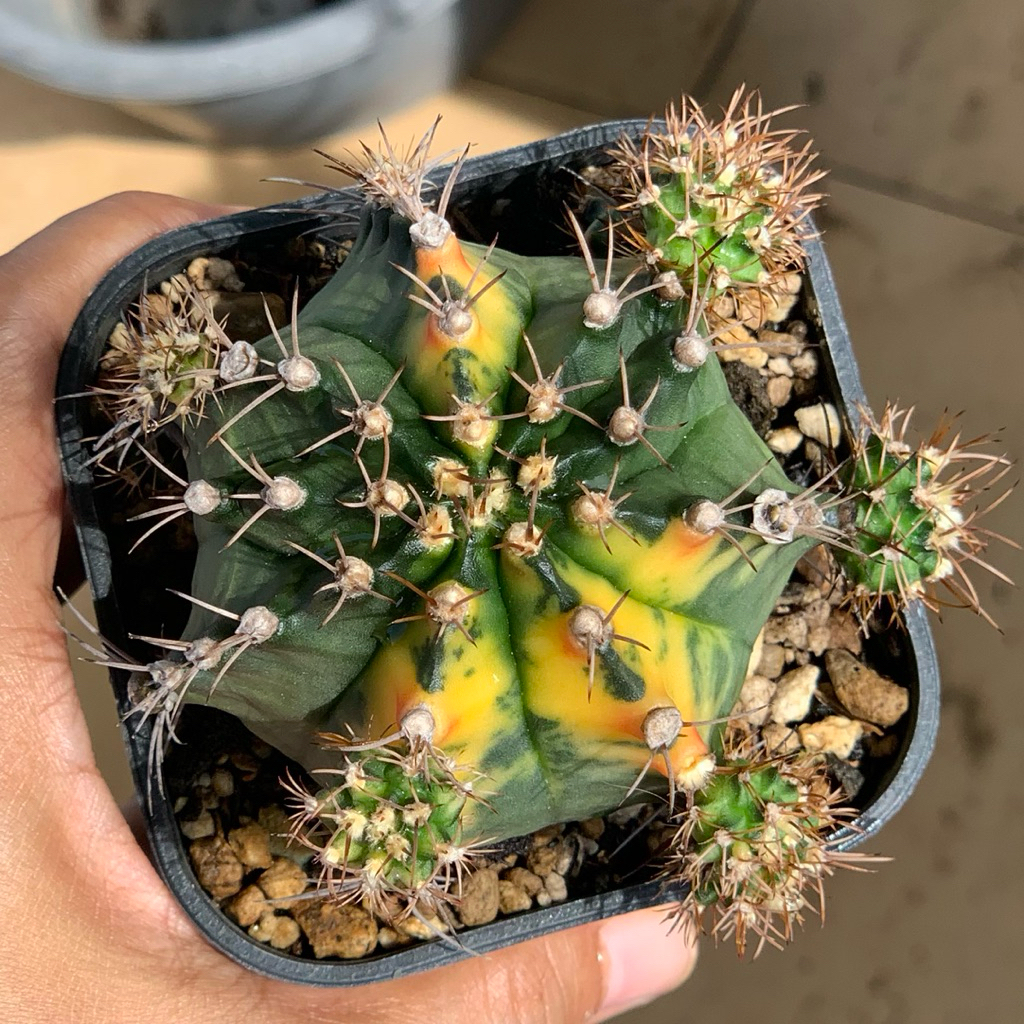Gymno Miha Hybrid Var ( kaktus gymnocalycium mihanovichii varigata kaktus belajar tanaman hias hidup