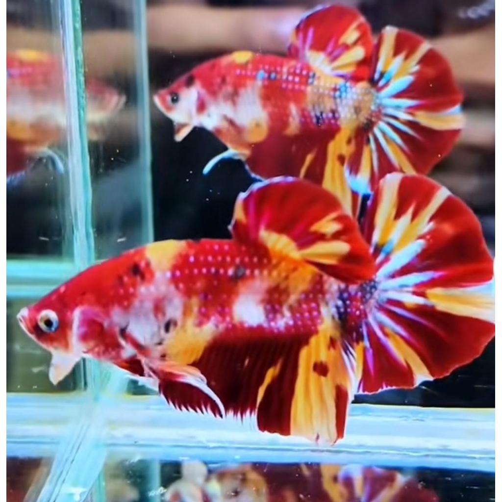 Hiasan Toples HMPK NEMO MULTY+PELET