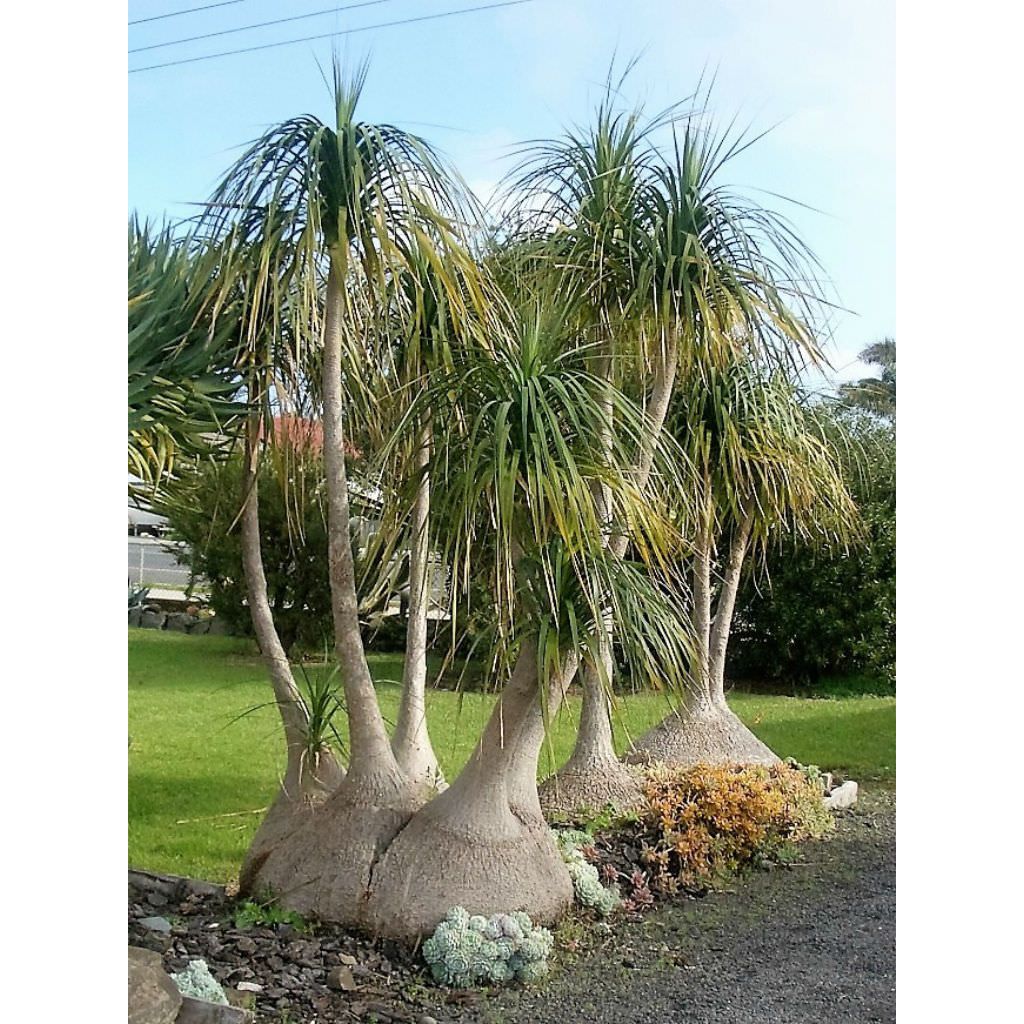 Tanaman Nolina Recurvata (Ponytail Palm) – Tanaman Hias Unik & Tahan Panas
