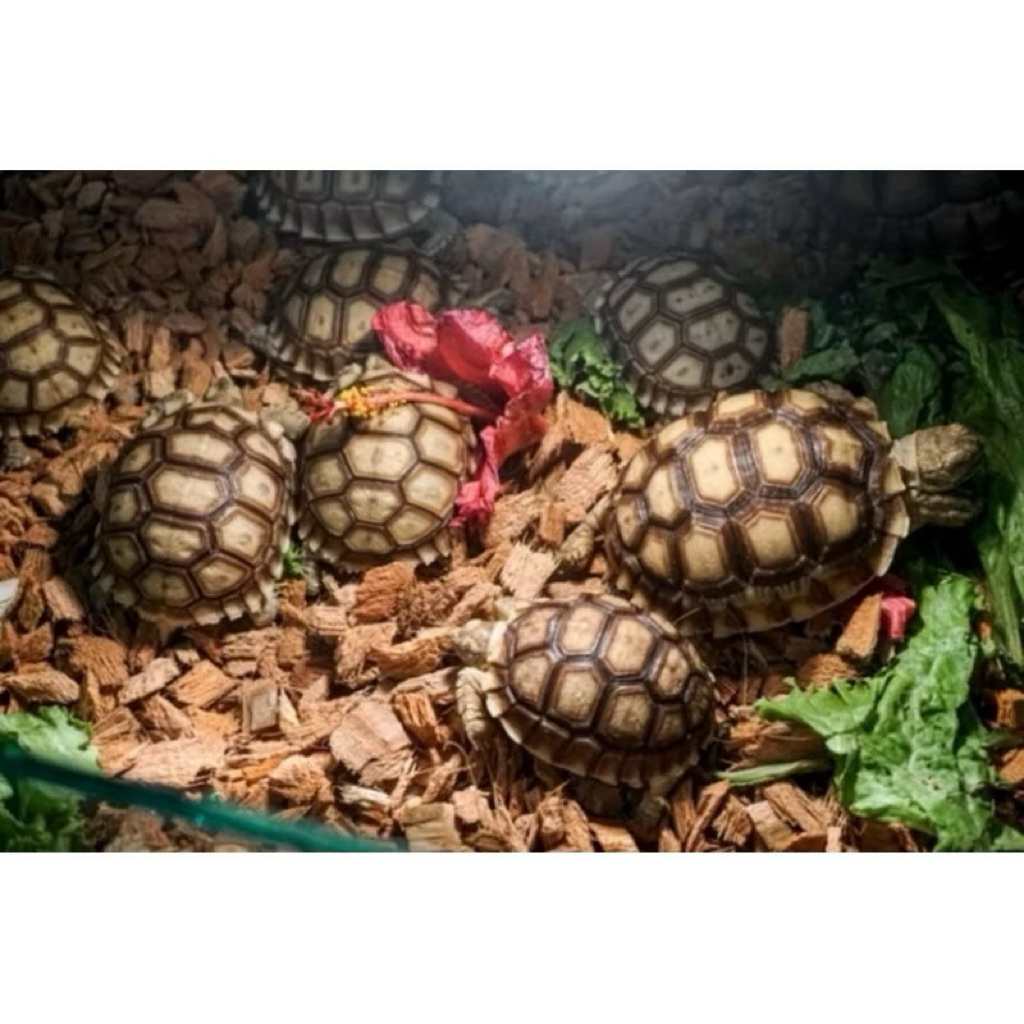 Promo 1 Telur Kuraakura Darat Sulcata Dijamin Menetas