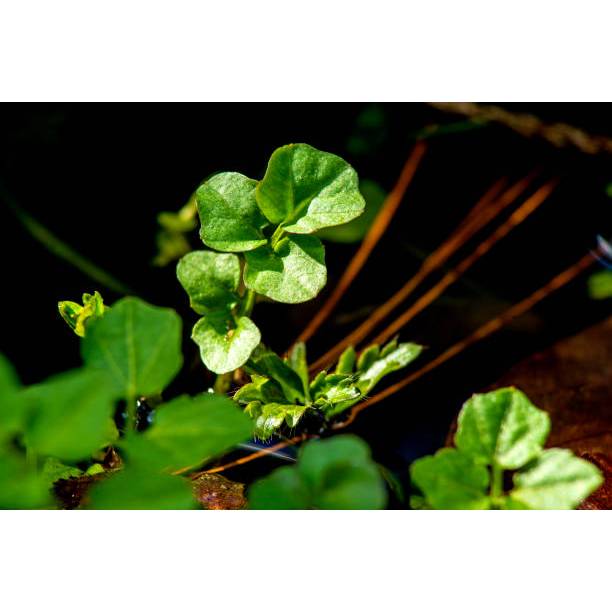 TANAMAN SUPER BENIH SELADA AIR