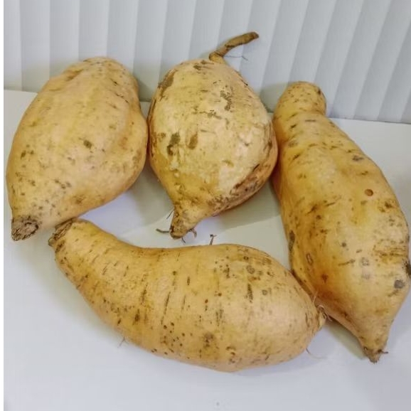1 KG UBI MADU CILEMBU UBI MADU WONOGIRI