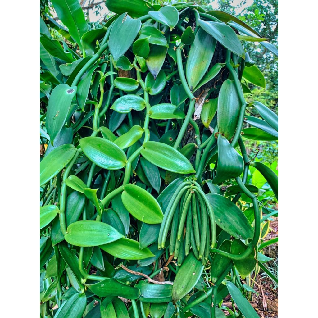 Bibit Vanili Unggul Planifolia Siap Tanam