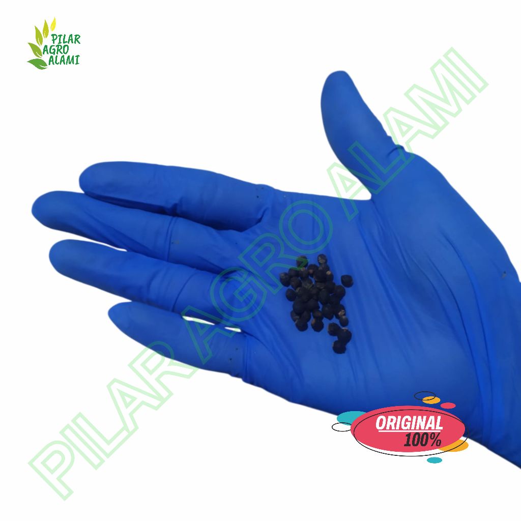 Buah angkung kering 100 buah untuk obat stroke