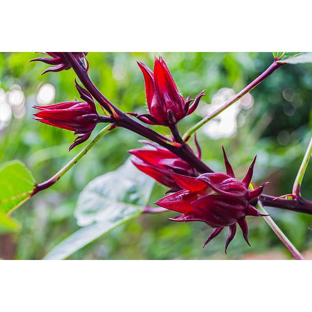 TANAMAN SUPER BENIH BUNGA ROSELLA