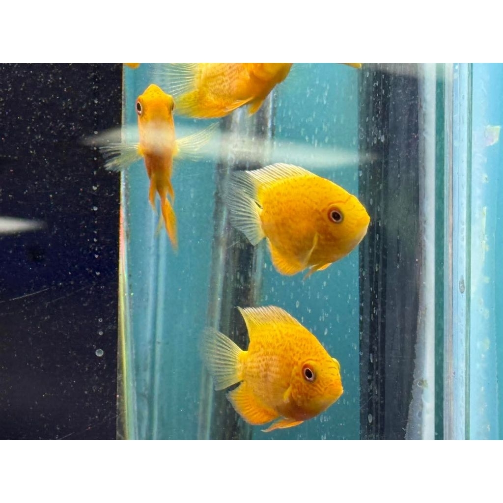 Red Spot Severum Aneka Ukuran