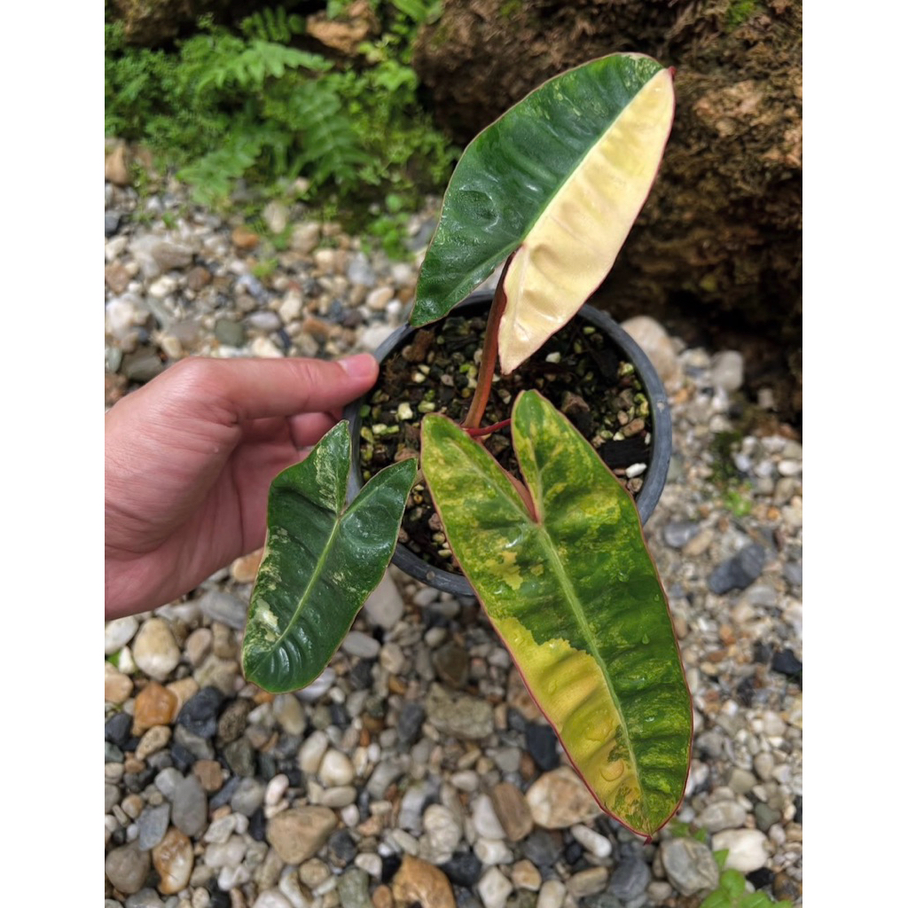 philodendron billietiae varigata 3daun aktif