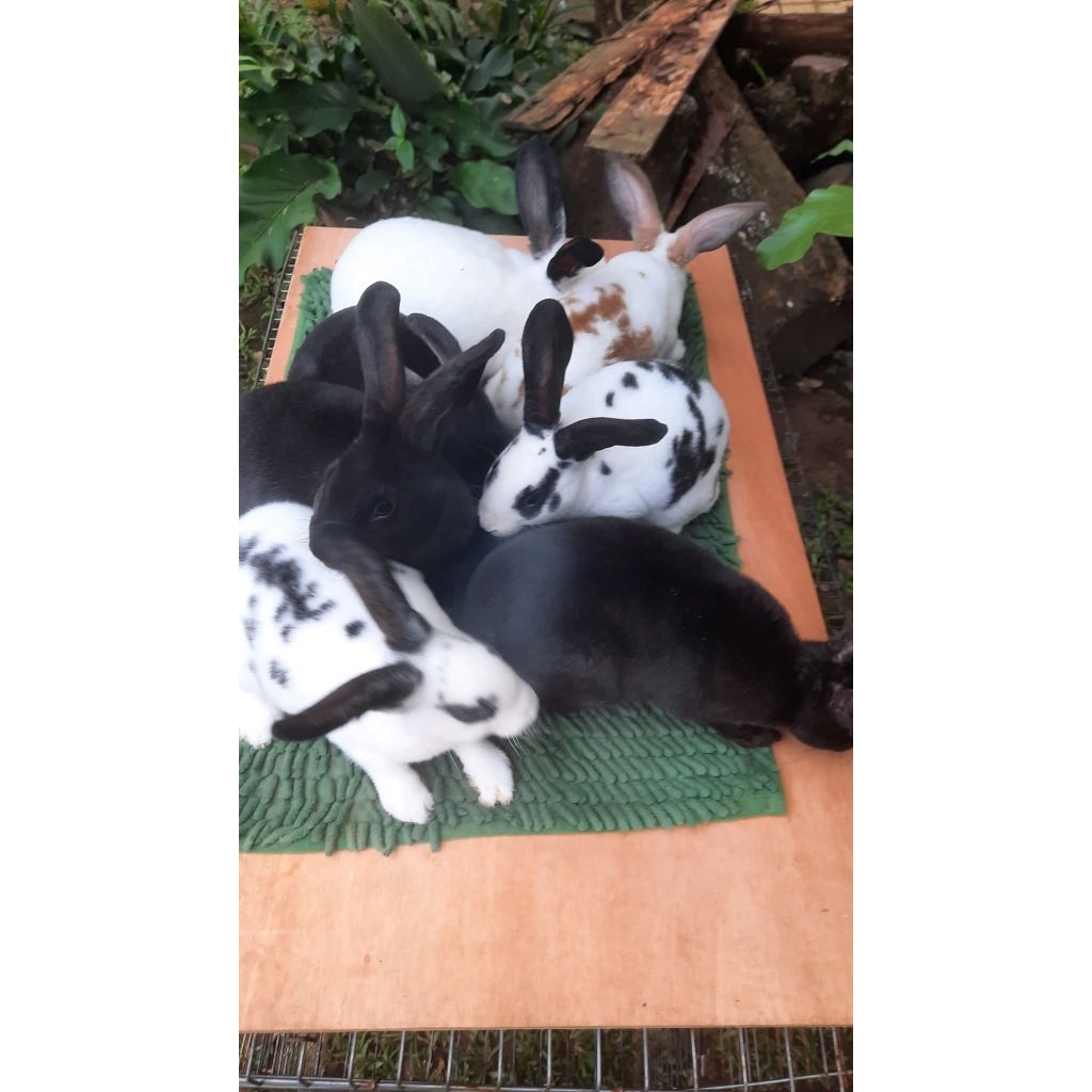 kelinci rex bulu karpet ras murni