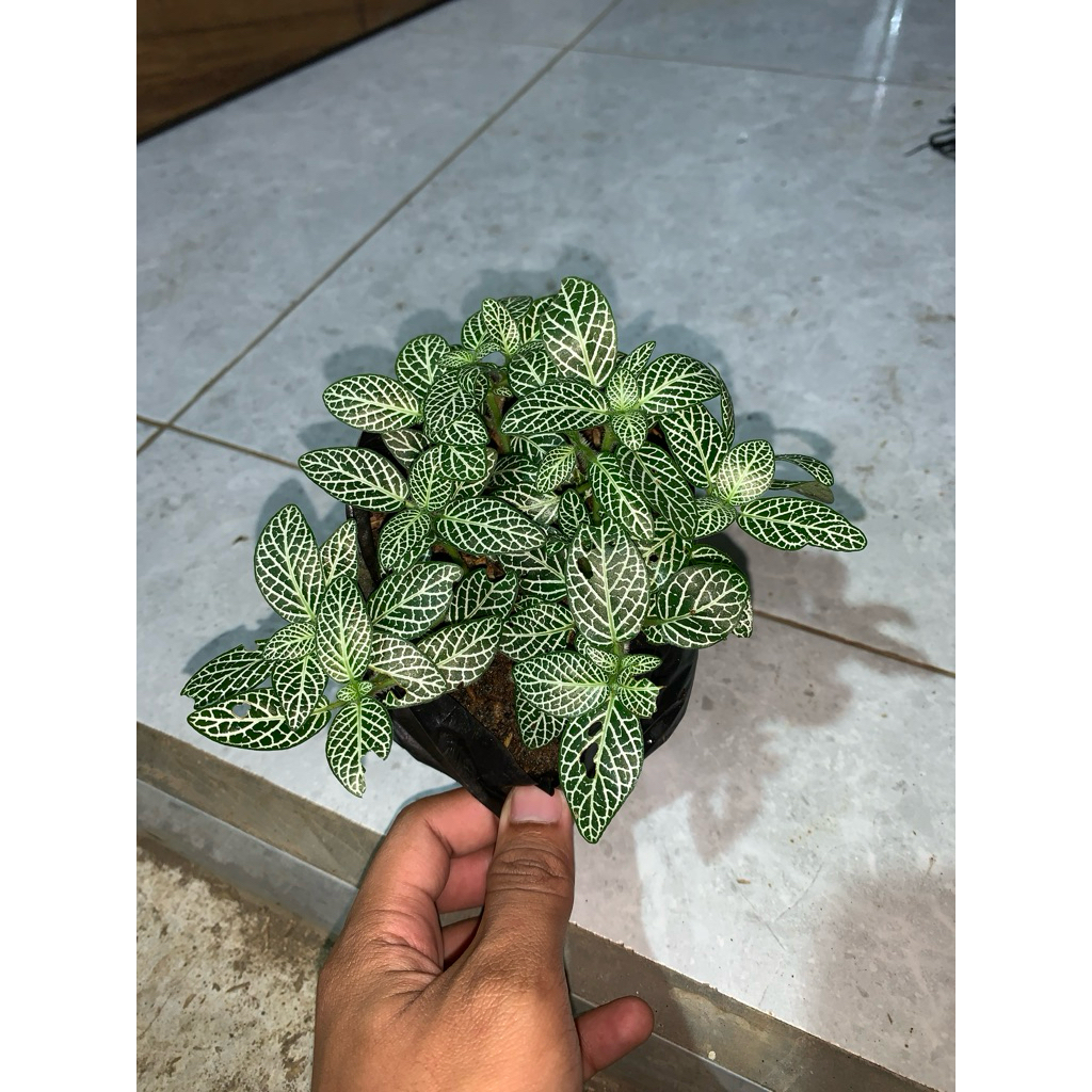 Blantik Kembang - Tanaman hias Fittonia Albivenis - Fittonia Verschaffelti -  White Angel - Fittonia