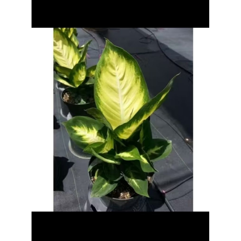 POHON BLANCENG SUSU DIVEN BLANCENG