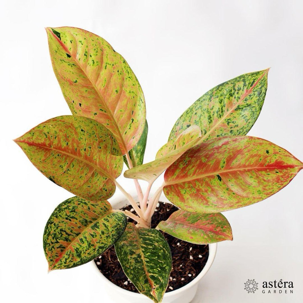 Aglonema Bigroy | Tanaman aglonema bigroy | Aglaonema