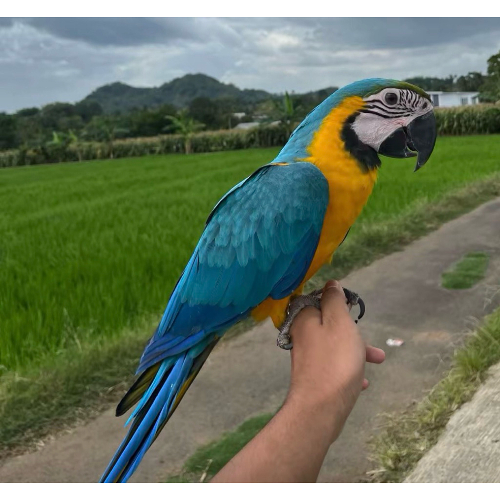 Telur fertil fresh Burung Macaw Blue and Gold untuk ditetaskan