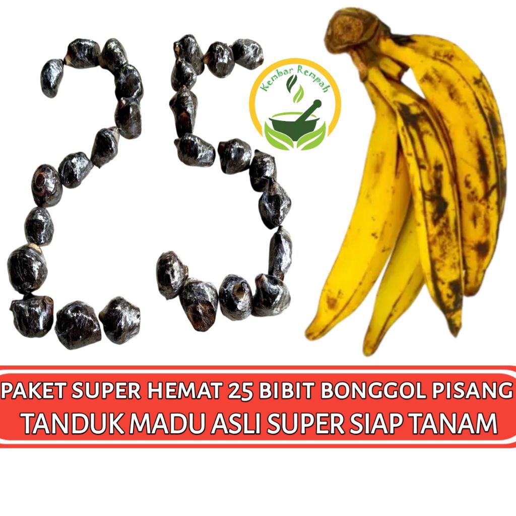 Paket Super Hemat 25 Bibit Bonggol Pisang Tanduk Madu Dongkelan Pohon Pisang Tanduk Madu Asli