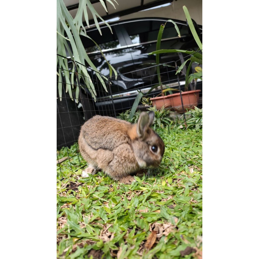 Semi hibah Kelinci Netherland Dwarf (ND) Jantan – Sehat   Terawat