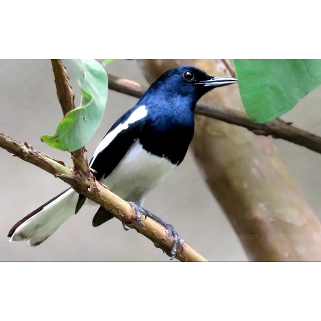 Kacer jabar dada putih gacoran ngobra2