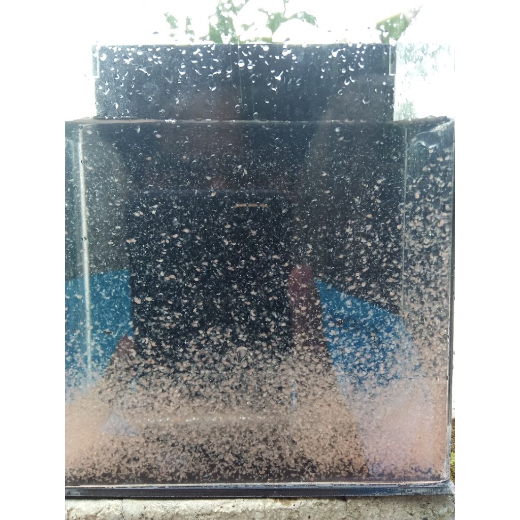 Kutu Air / Kutu Air Pakan / MOINA / Starter Kutu Air / Kutir Pakan Hidup Ikan Hias Guppy Cupang Moll