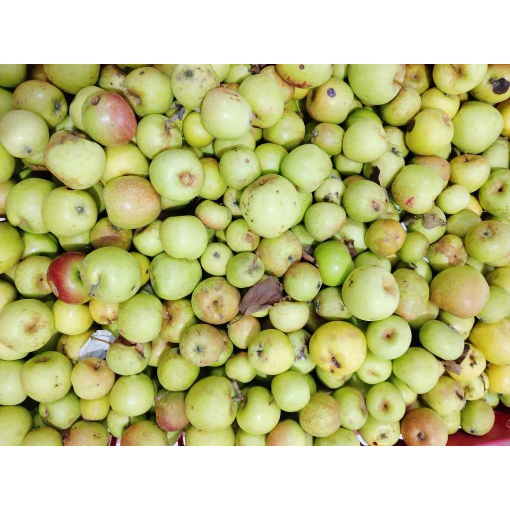 Obral  Apel Manalagi BS/Reject (BACA DESKRIPSI)