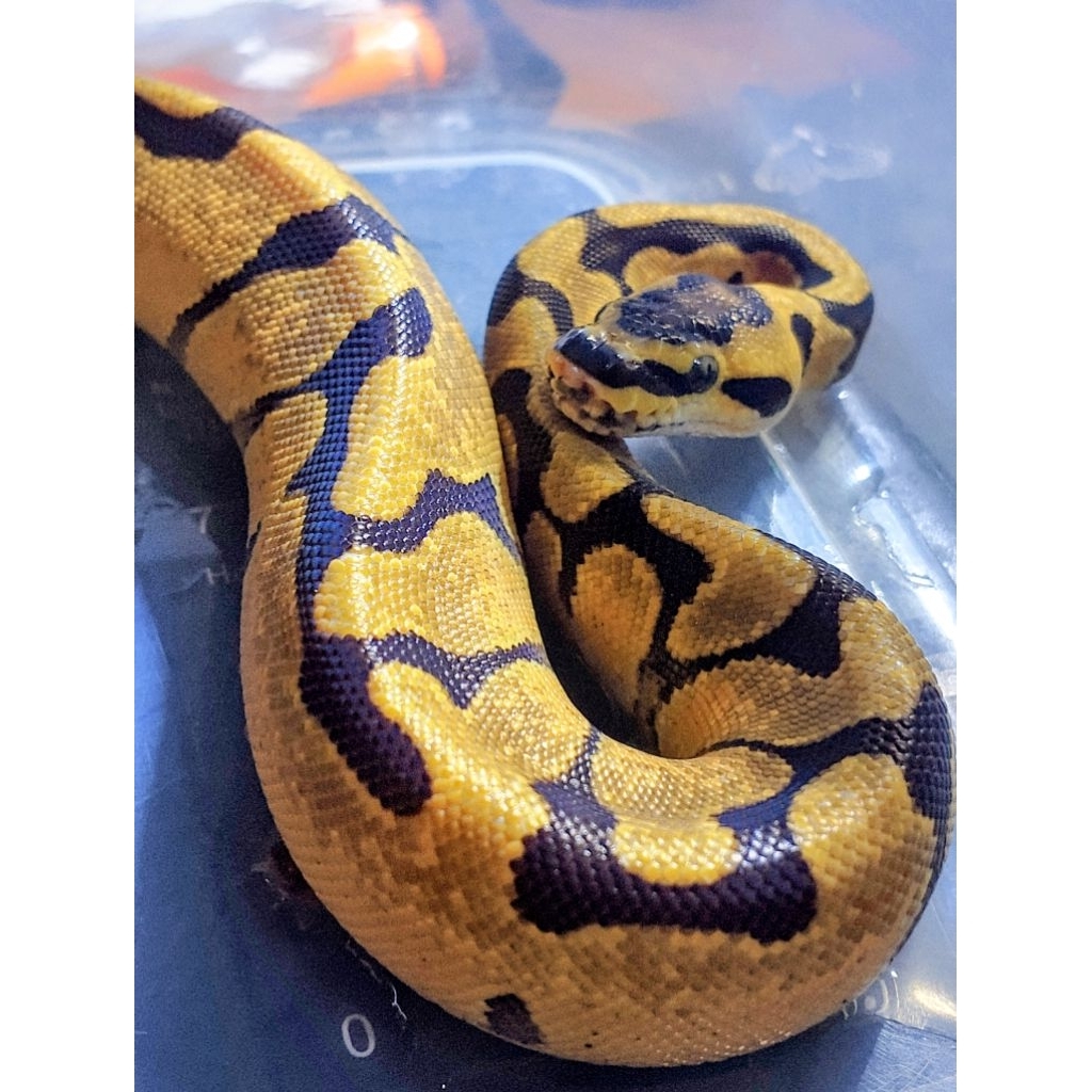 ball python super enchi het hypo betina