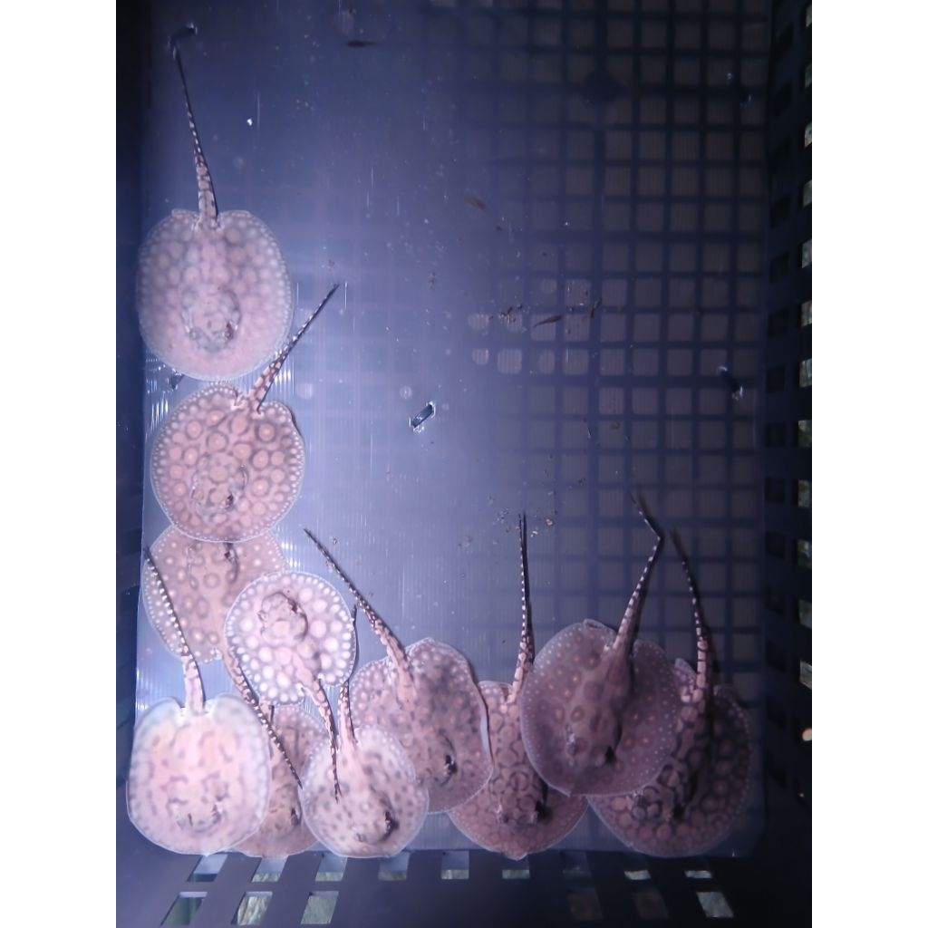 STICKER PARI BLACK DIAMOND HB