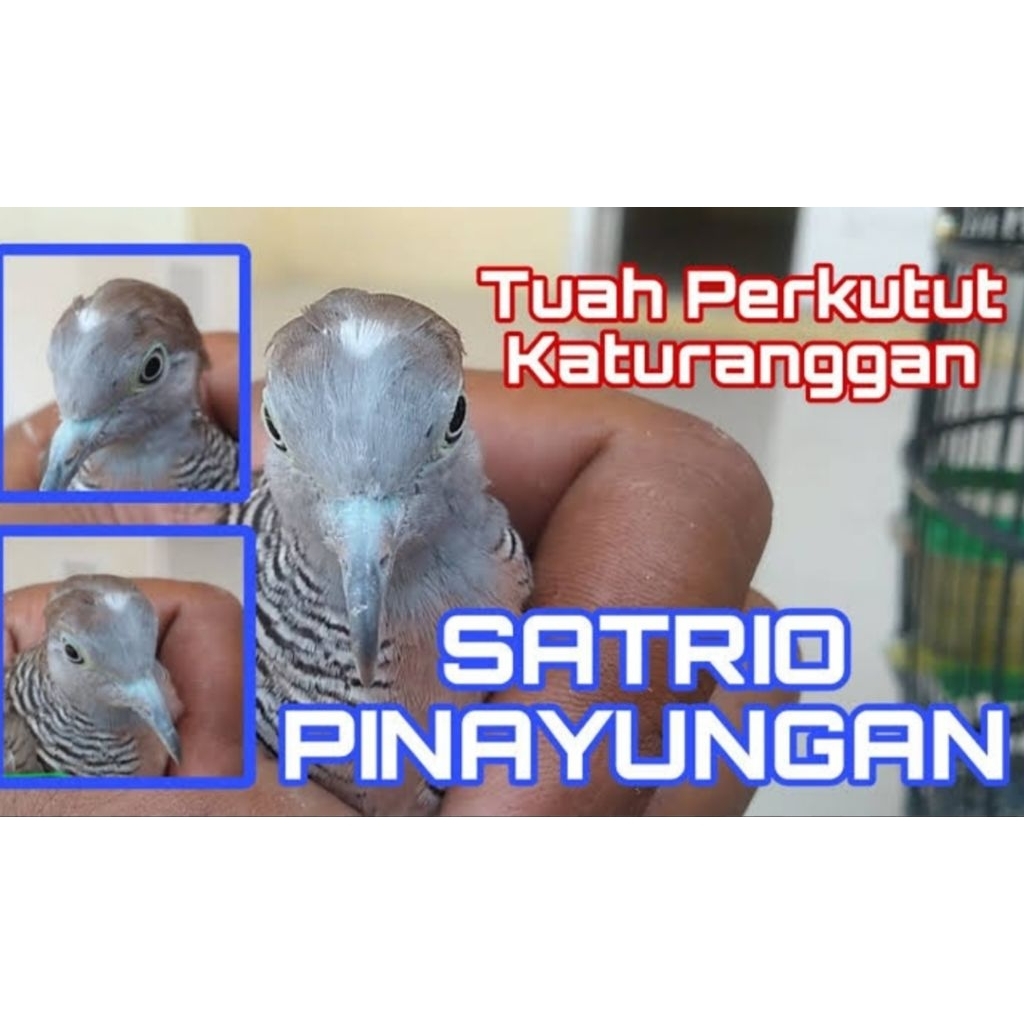 PERKUTUT KATURANGGAN SATRIO PINAYUNGAN