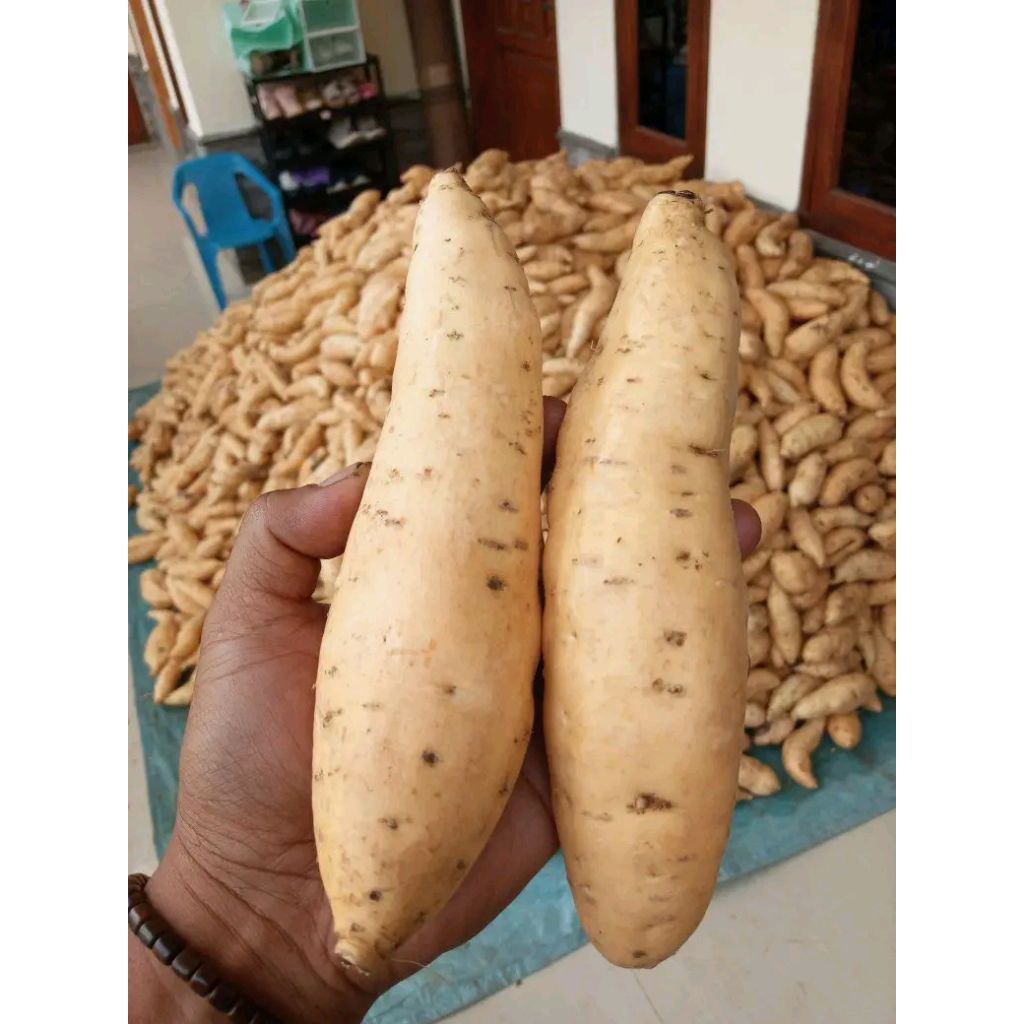 UBI MANIS SIMADU ASLI CILEMBU
