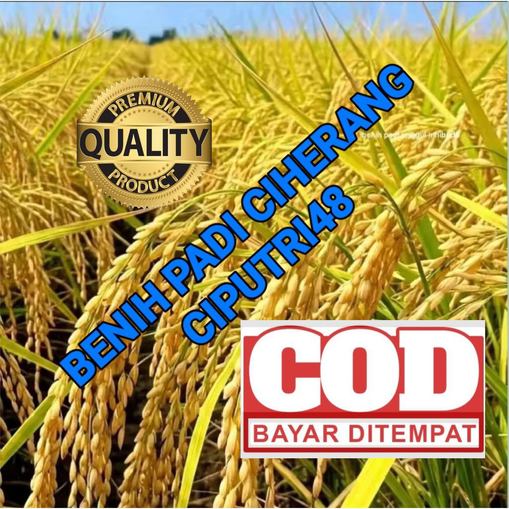 (5Kg) Bibit Benih Padi Ciherang Ciputri48 Berkualitas
