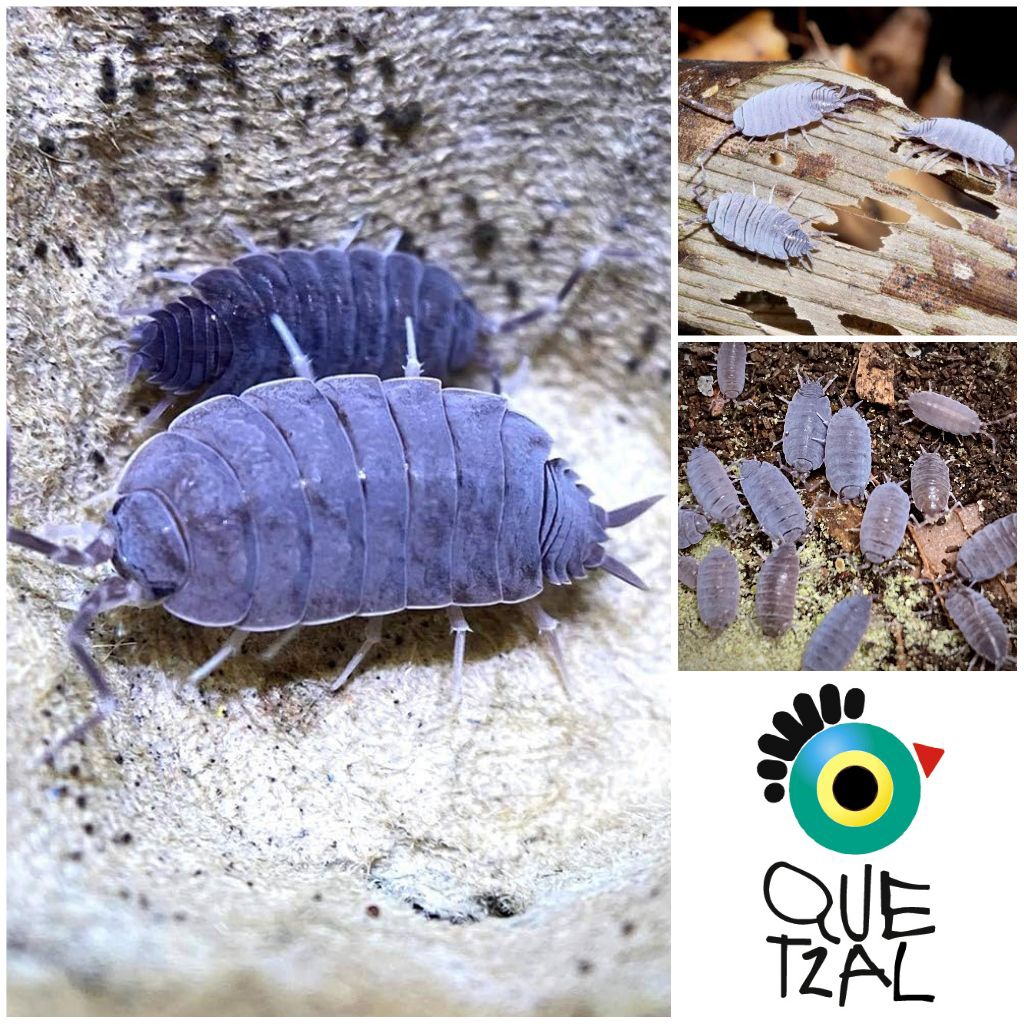 Isopod Porcellionides Pruinosus/ Powder Blue Isopod
